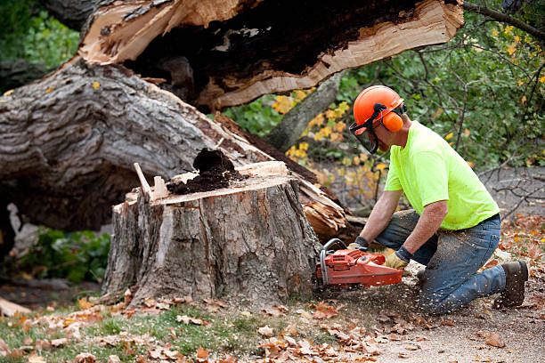 Best Large Tree Removal  in USA